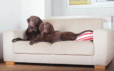 Where to Find an Affordable Dog Bed Image